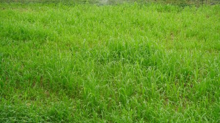 Téléchargez les photos : Cultiver Bajra ou Pennisetum, plantes dans un champ vert. Pennisetum est le champ de zone tropicale. - en image libre de droit