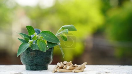 Photo for Immunity booster plant, Withania somnifera, known commonly as ashwagandha Its roots and orange-red fruit have been used for hundreds of years for medicinal purposes - Royalty Free Image