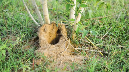 Téléchargez les photos : Vue du trou de lapin dans le jardin - en image libre de droit