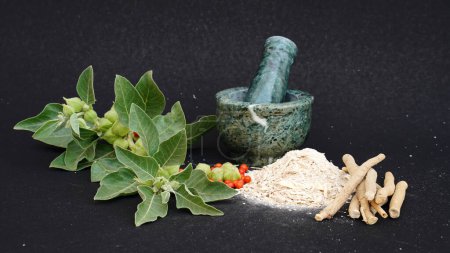 Ashwagandha Dry Root Medicinal Herb with Fresh Leaves, also known as Withania Somnifera, Ashwagandha, Indian Ginseng, Poison Gooseberry, or Winter Cherry.
