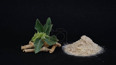 Photo for Immunity booster plant, Withania somnifera, known commonly as ashwagandha Its roots and orange-red fruit have been used for hundreds of years for medicinal purposes - Royalty Free Image