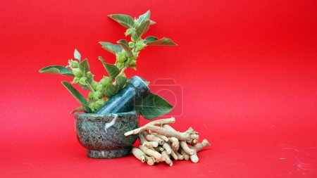 Foto de Hojas verdes frescas de Ashwagandha en el tallo, planta medicinal de la hierba, también conocida como Withania Somnifera, Ashwagandha, Ginseng indio, grosella venenosa, o cereza de invierno. - Imagen libre de derechos