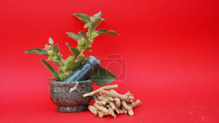 Photo for Withania somnifera, known commonly as ashwagandha, Indian ginseng, poison gooseberry, or winter cherry is a plant in the Solanaceae or nightshade family. - Royalty Free Image