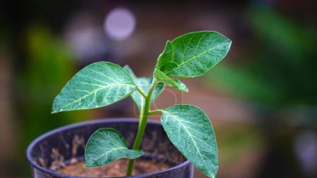 Téléchargez les photos : Withania somnifera plant. Communément appelé Ashwagandha (cerise d'hiver), est une plante médicinale importante qui a été utilisée en Ayurved. Herbes de ginseng indien, kanaje, groseille à maquereau venimeuse. Soins de santé - en image libre de droit