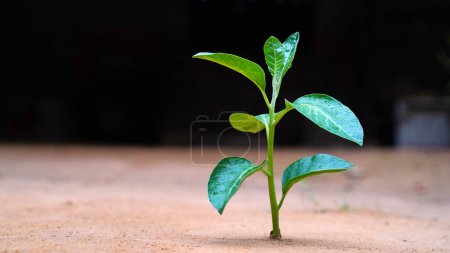 Photo for Ashwagandha Fresh Green Leaves on the Stem, Medicinal Herb Plant, also known as Withania Somnifera, Ashwagandha, Indian Ginseng, Poison Gooseberry, or Winter Cherry. - Royalty Free Image