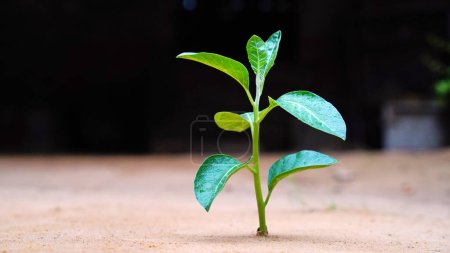 Foto de Withania somnifera, conocida comúnmente como ashwagandha, ginseng indio, grosella espinosa venenosa o cereza de invierno es una planta en la familia de las solanáceas o. - Imagen libre de derechos