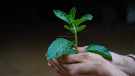 Foto de Withania somnifera planta. Comúnmente conocida como Ashwagandha (cereza de invierno), es una planta medicinal importante que se ha utilizado en Ayurved. Hierbas ginseng indias, kanaje, grosella venenosa. Asistencia sanitaria - Imagen libre de derechos
