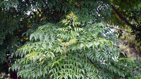 Téléchargez les photos : Neem part, neem ayurvédique. Azadirachta indica - Une branche de feuilles de neem. Médecine naturelle, arbre neem Médecine naturelle - en image libre de droit