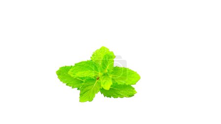 Photo for Mint is also known as Pudina and Mentha. Mentha spicata, is an aromatic herb belongs to the mint family, Lamiaceae - Royalty Free Image