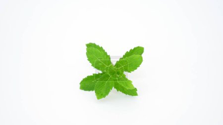 Photo for Fresh Mint leaves or Pudina leaf. Mint helps to Boosts your immune system, allergies and asthma, acne-free skin, stomach woes - Royalty Free Image