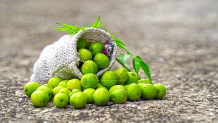 Téléchargez les photos : Fruit de neem avec bâtonnets de neem et feuille de neem isolée sur fond blanc. Neem est un excellent hydratant et contient divers composés qui ont des propriétés insecticides et médicinales. - en image libre de droit