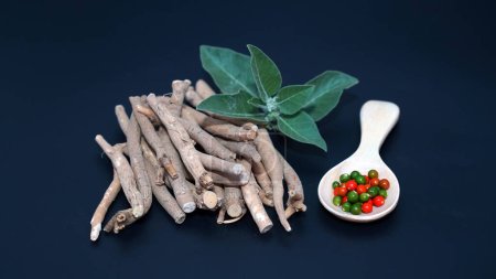 Photo for Ashwagandha Dry Root Medicinal Herb with Fresh Leaves, also known as Withania Somnifera, Ashwagandha, Indian Ginseng, Poison Gooseberry, or Winter Cherry. - Royalty Free Image