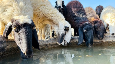 Téléchargez les photos : Troupeau de moutons buvant de l'eau au printemps sur la rive du lac. Troupeau de moutons dans un abreuvoir. - en image libre de droit