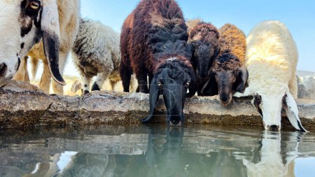 Foto de Manada de ovejas bebiendo agua en primavera en la orilla del lago. Manada de ovejas en un abrevadero. - Imagen libre de derechos