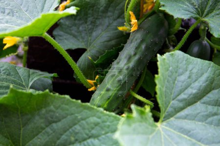 Close up of a cucumber on the plant. Natural gardening, growing vegetables.
