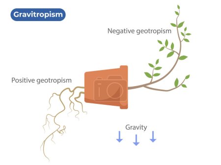 Illustration for Gravitropism. Geotropism. The Plant Differential Growth in Response to Gravity - Royalty Free Image