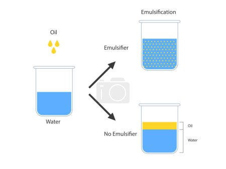 Ilustración de Emulsión, mezcla de dos líquidos inmiscibles en vasos de precipitados, Aceite de emulsión en agua, Líquidos inmiscibles - Imagen libre de derechos