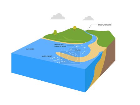 Illustration for Estuaries water body structure with salt and freshwater outline diagram. river stream flow to ocean and mixing water formation - Royalty Free Image
