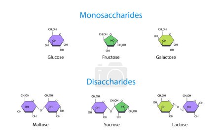 Monosaccharides et disaccharides Illustration vectorielle scientifique