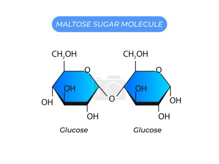 Illustration for Maltose Sugar Molecule. Glucose And Glucose - Royalty Free Image