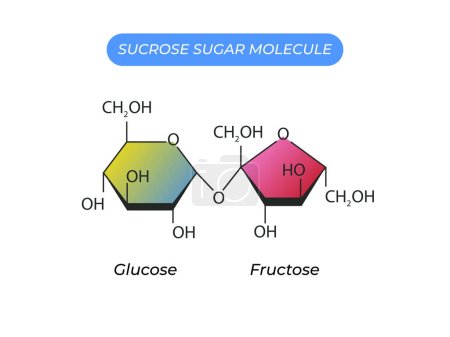 Illustration for Sucrose Sugar Molecule. Glucose And Fructose - Royalty Free Image