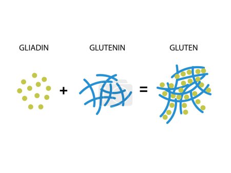 Illustration for Gluten Formation. Disulfide Bond Formation From Two Molecules, Gliadin and Glutenin - Royalty Free Image