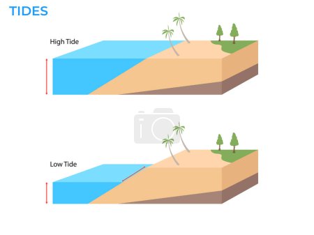 Téléchargez les illustrations : Marées hautes et basses Paysage mer avec palmiers niveau d'eau - en licence libre de droit