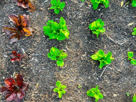 Photo for Organic leafy red leaf Romaine and butterhead lettuce growing at suburban salad backyard garden with tube irrigation system near Dallas, Texas, USA. Beautiful display homegrown organic leafy greens - Royalty Free Image