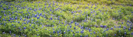 Téléchargez les photos : Panorama floraison Bluebonnet à la campagne collines vallonnées prairie fleurir Texas State champ de fleurs au printemps près de Dallas, Texas, Amérique. Vue panoramique paysage grand angle de fleurs sauvages - en image libre de droit