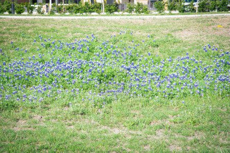 Foto de Campo de flores de Bluebonnet estado flor de Texas con el nuevo complejo de apartamentos de desarrollo en el fondo cerca de Dallas, TX, América. Paisaje panorámico de flores silvestres en la zona suburbana - Imagen libre de derechos