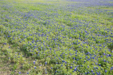 Téléchargez les photos : Blooming Bluebonnet at the rolling hills country side meadow blossom Texas state flower in springtime near Dallas, Texas, America. Vue panoramique paysage grand angle de fleurs sauvages - en image libre de droit