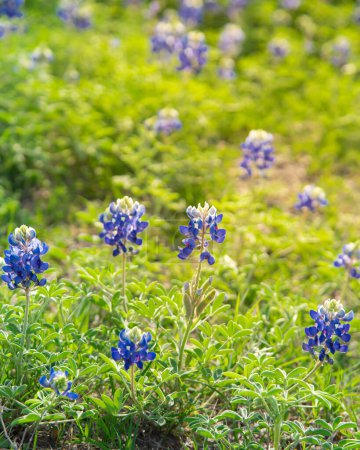 Téléchargez les photos : Gros plan fleur Bluebonnet à la campagne collines vallonnées prairie fleur Texas Etat fleur au printemps près de Dallas, Texas, Amérique. Paysage de fleurs sauvages vue panoramique - en image libre de droit