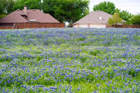 Foto de Vista hacia arriba lado de la colina gruesa cubierta de flores Bluebonnet campo de flores silvestres en las afueras de barrio residencial grandes casas suburbanas techos de tejas en Dallas, Texas, EE.UU.. Floreciente flor del estado - Imagen libre de derechos