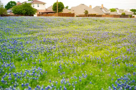 Foto de Hermosa flor Bluebonnet campo cerca de casas suburbanas con techo de panel solar, cerca de madera alta en las afueras de barrio residencial cerca de Dallas, Texas, EE.UU.. Floreciente manta de flores del estado - Imagen libre de derechos