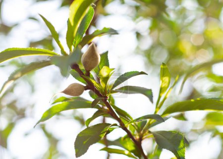 Téléchargez les photos : Pêcher arbre avec de jeunes fruits en croissance et beau fond bokeh de feuillage vert luxuriant au verger à la maison près de Dallas, Texas, Amérique. Pêcher cultivé au début du printemps - en image libre de droit