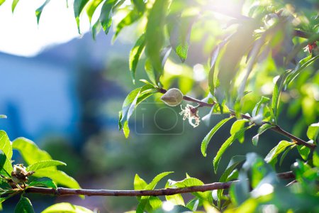 Téléchargez les photos : Petit fruit de pêche sur branche d'arbre avec porche avant flou en arrière-plan à la cour avant de la maison résidentielle de banlieue à Dallas, Texas, Amérique. Pêcher cultivé au début du printemps - en image libre de droit