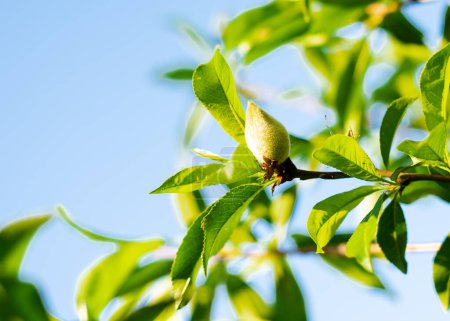 Téléchargez les photos : En regardant le pêcher avec de jeunes fruits poussant sur une petite branche contre un ciel bleu clair dans un verger près de Dallas, Texas, Amérique. Pêcher cultivé au début du printemps - en image libre de droit