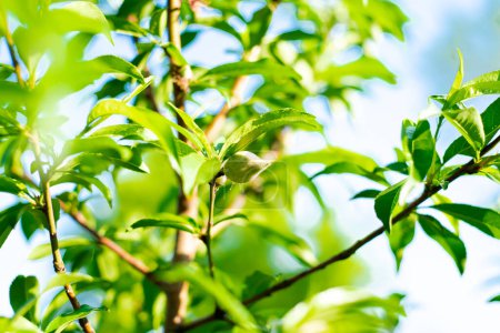 Téléchargez les photos : Gros plan de petits fruits de pêche poussant sur une petite branche aux feuilles vertes luxuriantes dans un verger familial près de Dallas, Texas, Amérique. Pêcher cultivé au début du printemps - en image libre de droit