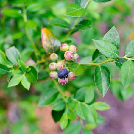 Photo for Top view cluster of ripe and ripening blueberry fruits hanging on branch with lush greenery leaves homegrown blueberries bush at backyard garden near Dallas, Texas, America. Organic berries - Royalty Free Image