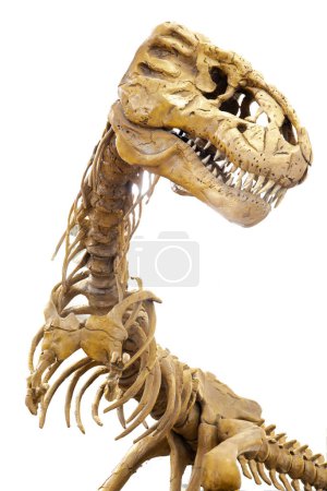 Head of Tyrannosaurus dinosaur skeleton rex statue isolated on white background, full-scale T. Rex model in 22-foot-tall. Dino exhibition with clipping path and copy space