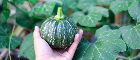 Photo for Panorama view Asian man hand holding fresh harvested baby winter squash green eight ball gourd faint vertical ridges, speckled light green striping and yellow mottling. Backyard garden in Texas, USA - Royalty Free Image