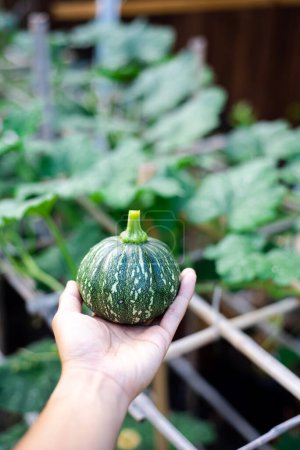 Photo for Backyard garden with Asian man hand holding fresh harvest eight ball squash, baby winter gourd faint vertical ridges, speckled light green striping, yellow mottling. Homegrown vegetable in Texas, US - Royalty Free Image
