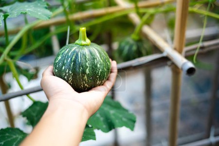 Photo for Fresh harvest baby winter squash in Asian man hand with hanging gourd on bamboo trellis background, eight ball gourd faint vertical ridges, speckled green striping, yellow mottling. Organic vegetable - Royalty Free Image
