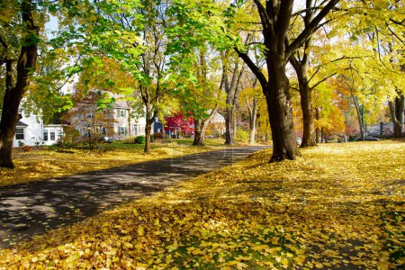 Upscale neighborhood colorful fall foliage of yellow maple trees, two story houses, thick rug of autumn leaves along quite residential street in Rochester, Upstate New York, USA. Seasonal background