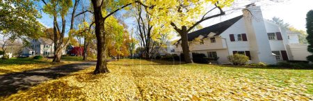 Panorama upscale neighborhood colorful fall foliage of yellow maple trees, two story houses, thick rug of autumn leaves along quite residential street in Rochester, New York, USA. Seasonal background
