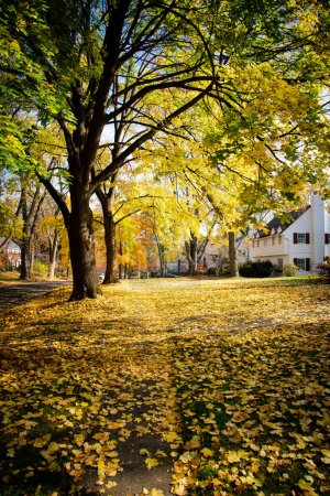 Dicker gelber Teppich aus Herbstblättern belässt Teppiche entlang einer Wohnstraße mit zweistöckigen Vororthäusern in Rochester, Upstate New York, USA. Reife Ahornbäume säumen den Weg