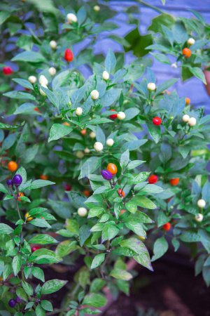 Photo for Colorful 5 color Chinese pepper with load of fruits in many hues rainbow, turning from cream, purple, yellow, orange, and finally red, lush green foliage, compact ornamental plant. Vegetable garden - Royalty Free Image
