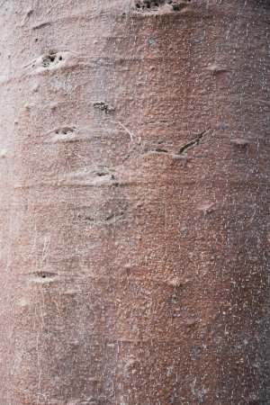 Foto de Corteza de foto tonificada de troncos anchos baobab medio o Adansonia, deciduo de la familia hibisco Malvaceae, subfamilia Bombacoideae, entre las plantas vasculares más longevas. Fondo abstracto - Imagen libre de derechos