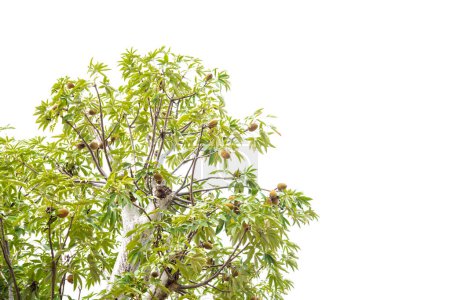 Foto de La parte superior del árbol baobab con hojas verdes exuberantes, la carga de frutas que cuelgan de la rama aislada en el cielo de fondo blanco, al revés del árbol producen frutos densos nutritivos en la estación seca seca y árida. Símbolo africano - Imagen libre de derechos