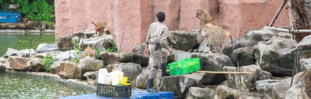 Photo for Panorama Asian Zoo keeper in uniform, belt radio feeding red faced monkey family by corns, fresh produces from plastic crates containers, floating structure, rocky natural climbing habitat. Vietnam - Royalty Free Image